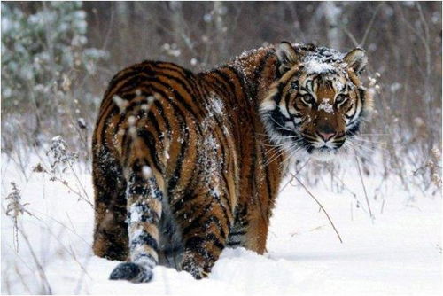 26岁属什么生肖，27岁属虎的最佳配偶是谁？