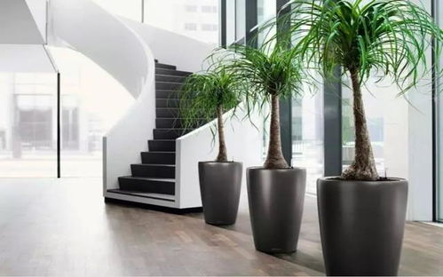 三、 植物配置对人际关系及桃花运势的积极作用