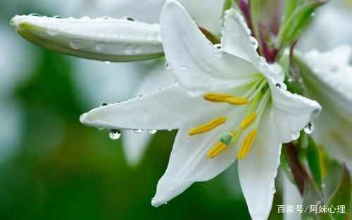 一、  百合花的文化象征意义