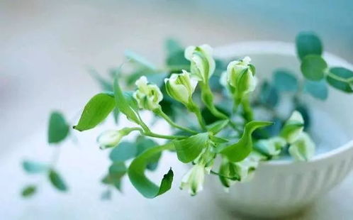 家里适合种植哪些鲜花，风水上有哪些讲究？