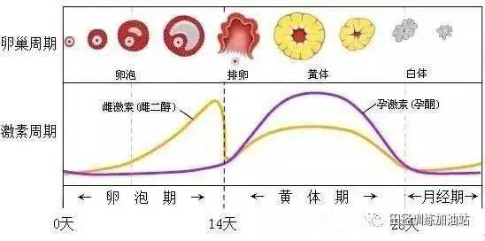 月经周期之异常演化