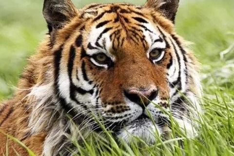 属虎的人与哪个生肖蕞为相配呢？