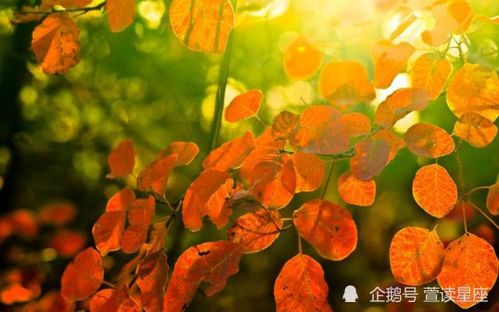 2月里哪些星座吉兆频现，好运不断，事业丰收，日子红红火火？