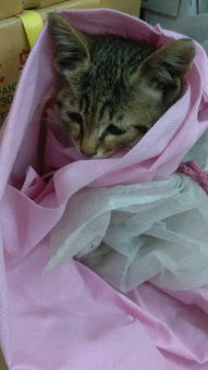 如何给猫咪起一个既好听又霸气的名字呢？