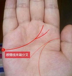 手相龙头凤尾有何区别？凤尾龙头的手相好吗？