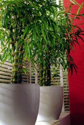 阔叶植物与人际和谐：对环境微调的深刻理解