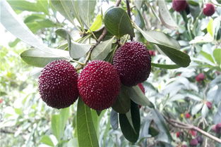 2. 惯与门票和进入杨梅园前的心理准备