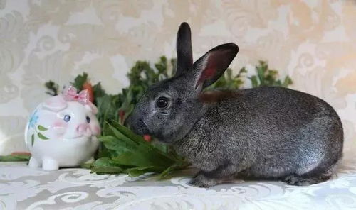 75年属兔女性办公室适合养什么花以招财运和好运？