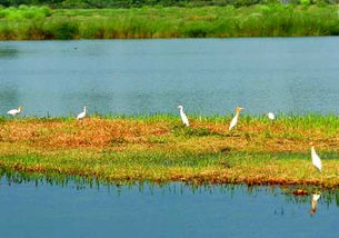 徒骇河湿地公园