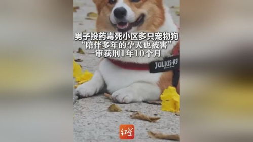 带狗狗看新房风水，狗狗被毒死，这房子风水真的有问题吗？