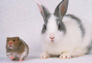 属兔之人今日全局留意及细节评估