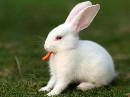 将兔尽狗烹中的生肖为，可依这样表达：‘兔尽狗烹’中的生肖，为何不是长尾的？