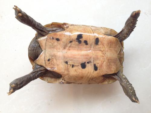 河里捡到乌龟预示什么，是吉是凶，顺手捡到乌龟好不好呢？