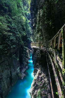 取票现场：人类动物园实景体验