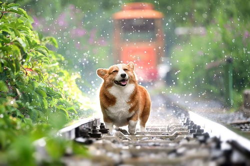 三、 羊犬肉及鸡蛋——以炎热制炎热的营养成分补给