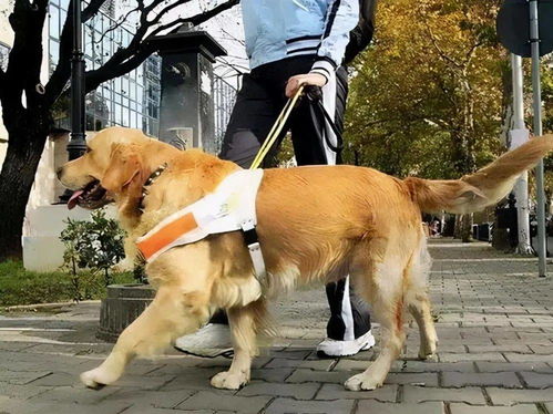 1.1 犬声与财运之间的语言关联