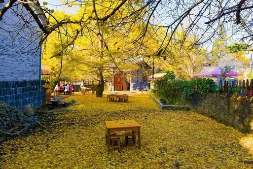 银杏树的文化渊源与象征意义