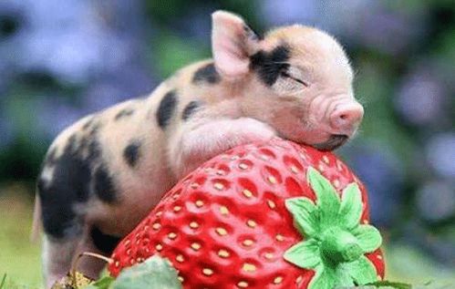 1971年属猪人2026年全年运势如何？