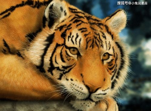 1986年属虎的人2026年财运如何，以及今天财运状况是怎样的？