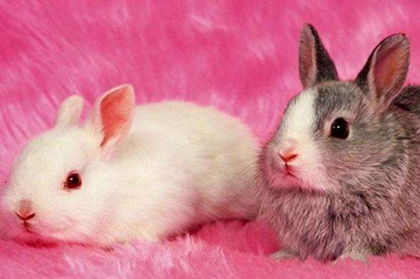 属兔鼠年全年运势和猪年鼠兔生肖运程具体是什么含义？