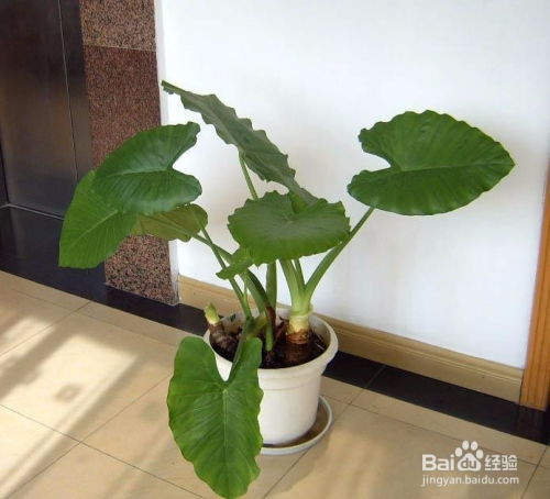 1. 绿色植物：增添生机与活力