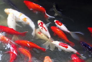 一、锦鲤的文化渊源与长寿之谜