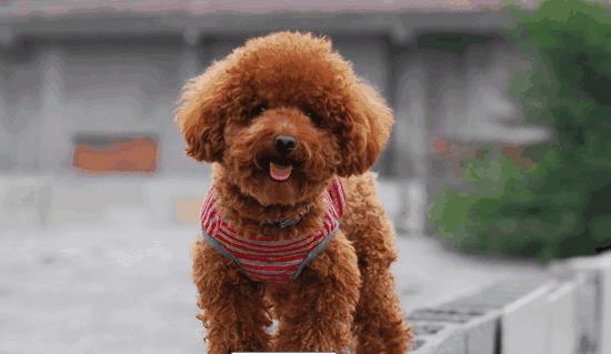为心炎热爱的泰迪男孩挑选一个既可炎热爱又贴切的名字