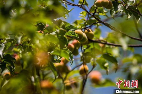 哇塞！昨晚梦到水果大丰收是几个意思？