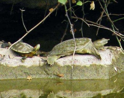 乌龟和鱼能否共处一缸，形成和谐共生的风水布局呢？