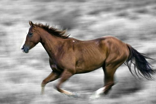 属马者：活力共鸣下的情绪管理