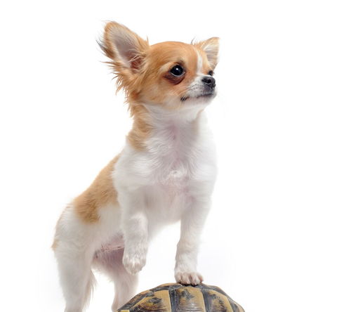 属狗女性今年运势和财运如何，整体运势和财运表现怎样？