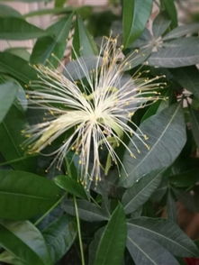 小型发财树摆放位置之风水考量