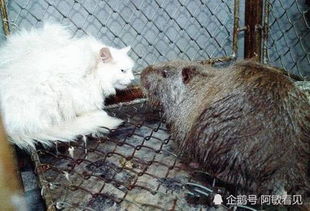 一、 衣物受损之象：责任与不公的预兆