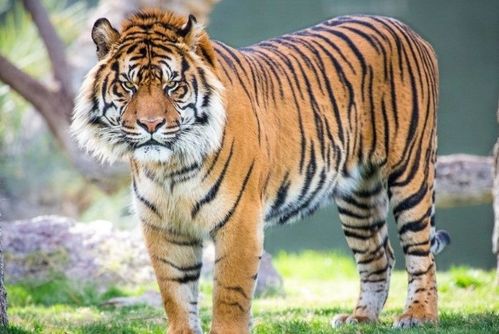 2026年出生的属虎宝宝起名代奕可以怎么改写为长尾？