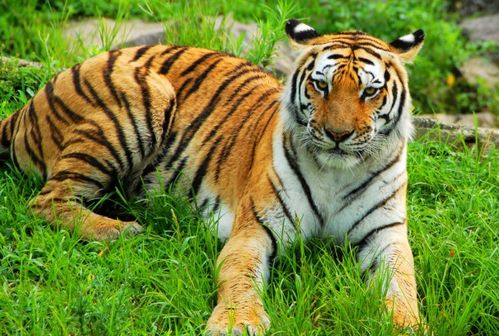 嗷呜~属虎人终于转运啦！