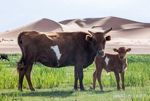 1949年属牛的人今年多少岁了？