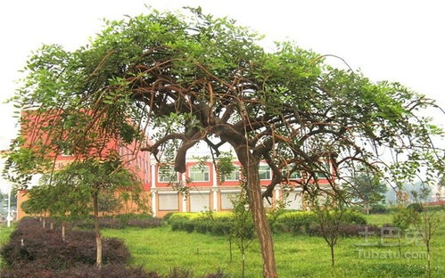 刺槐和龙爪槐在风水上分别有哪些讲究？