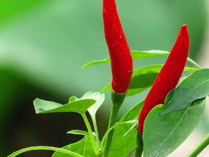 梦见大树上结着大果是什么预兆？