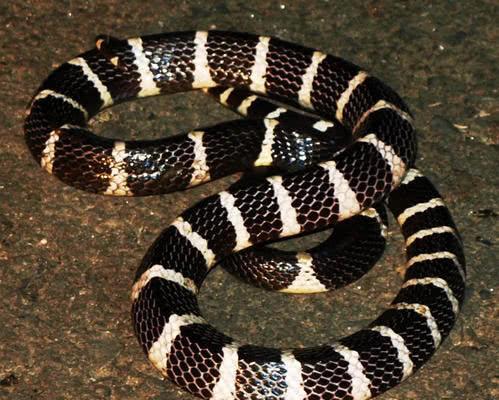 2026年蛇宝宝应避开哪些月份？蛇宝宝在2026年的吉日具体指什么？