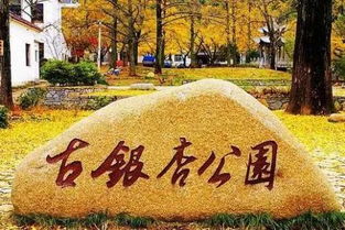 【心碎】银杏叶？明明是垃圾场！