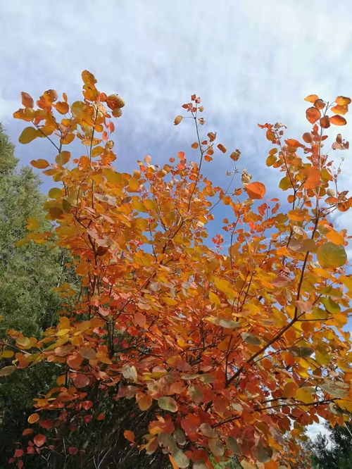 为什么要纠结于秋天的名字呢？