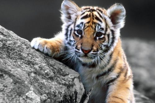 千万要注意！这些属相和属虎的相克！