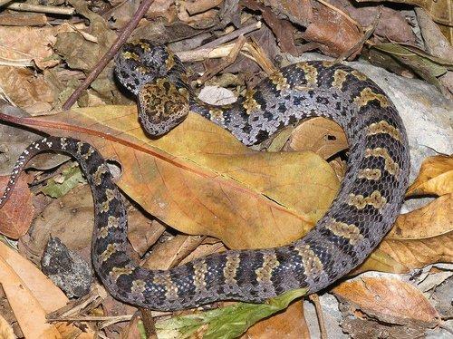 2.4 蛇巷子（芙蓉区）