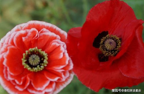 朱砂痣的形态特征与运势影响