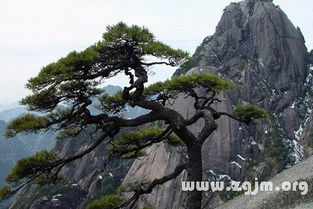 女性专属松树梦