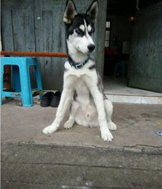 犬类动物在传统风水与国学中的辩证定位