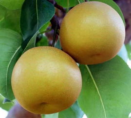 梨子熟了代表啥？