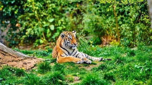 2026年7月属虎人的运势到底好不好？有没有详细的运势分析？