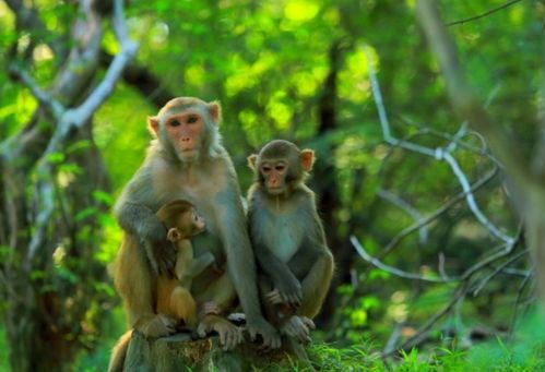 这根绳上的猴子代表哪个生肖？