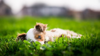 2026年属狗每个月运势分别是什么？